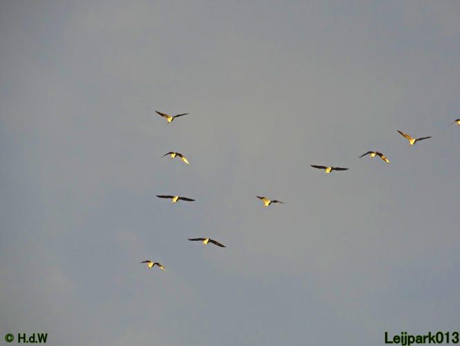 Leijpark013 12 &amp; 13 &amp; 14 januari 2022 wat een verschil de ene met de andere dag 