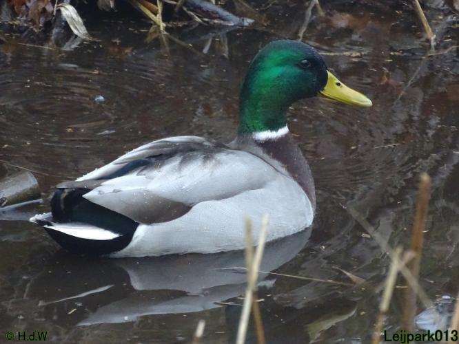 Leijpark013 12 &amp; 13 &amp; 14 januari 2022 wat een verschil de ene met de andere dag 