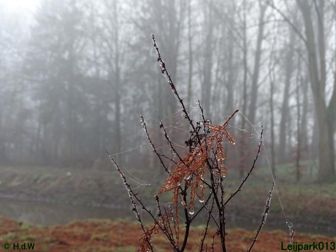 Leijpark013 12 &amp; 13 &amp; 14 januari 2022 wat een verschil de ene met de andere dag 