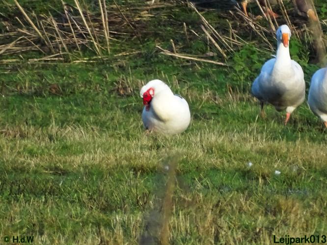 Leijpark013 12 &amp; 13 &amp; 14 januari 2022 wat een verschil de ene met de andere dag 