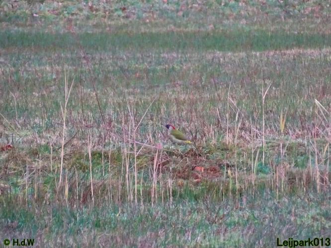 Leijpark013 12 &amp; 13 &amp; 14 januari 2022 wat een verschil de ene met de andere dag 