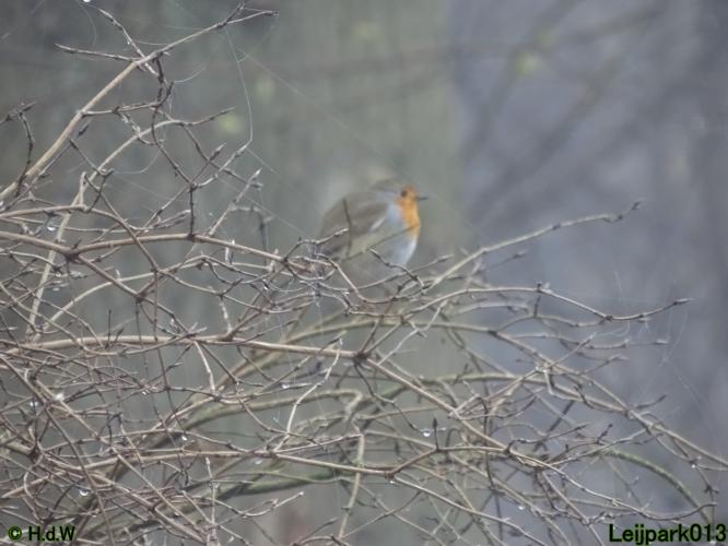 Leijpark013 12 &amp; 13 &amp; 14 januari 2022 wat een verschil de ene met de andere dag 