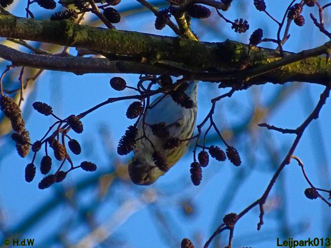 Leijpark013 12 &amp; 13 &amp; 14 januari 2022 wat een verschil de ene met de andere dag 