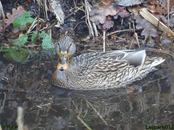 Leijpark013 12 &amp; 13 &amp; 14 januari 2022 wat een verschil de ene met de andere dag 
