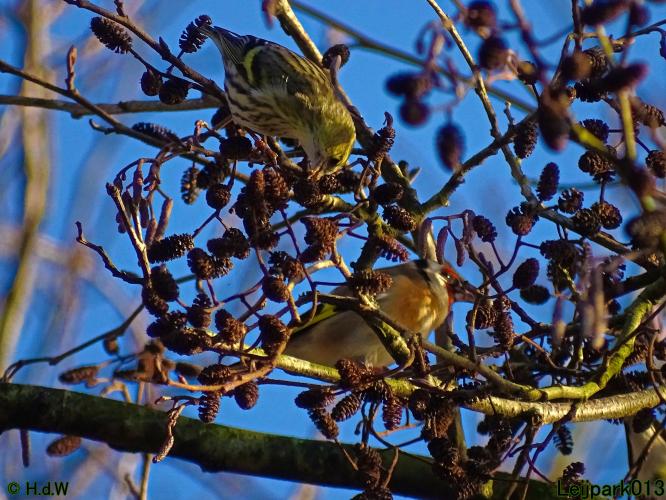 Leijpark013 12 &amp; 13 &amp; 14 januari 2022 wat een verschil de ene met de andere dag 