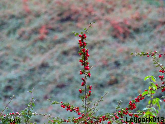 Leijpark013 'dwergmispel