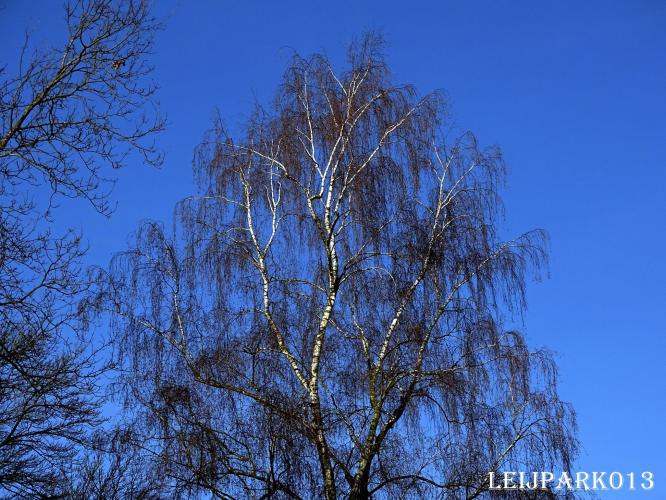 Leijpark013  Ruwe berk