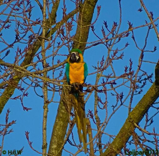 Leijpark013 Ara ontsnapt 