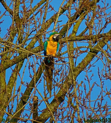 Leijpark013 Ara ontsnapt 