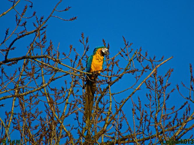 Leijpark013 Ara ontsnapt 
