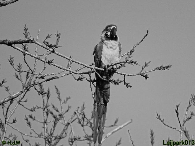 Leijpark013 Ara ontsnapt 