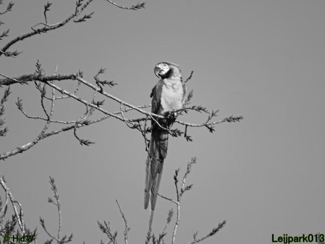 Leijpark013 Ara ontsnapt 