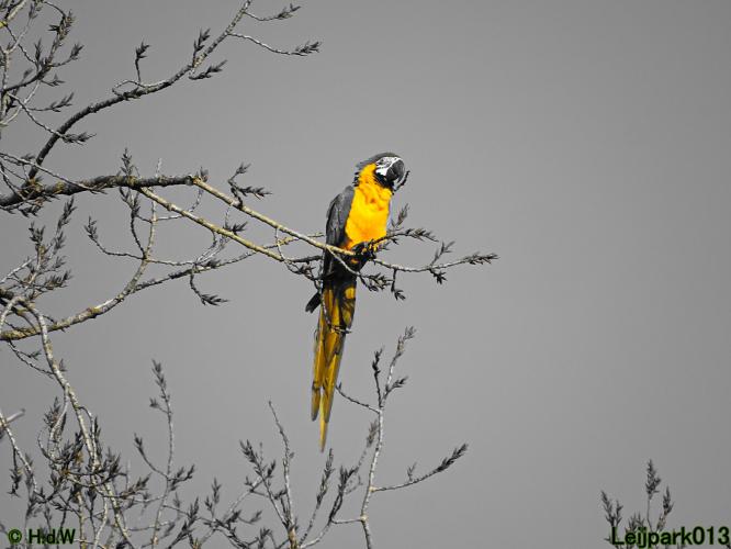 Leijpark013 Ara ontsnapt 