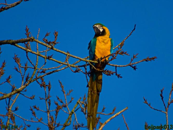 Leijpark013 Ara ontsnapt 