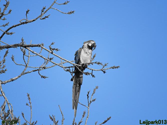 Leijpark013 Ara ontsnapt 