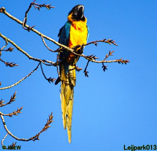 Leijpark013 Ara ontsnapt 