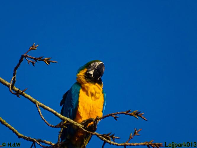 Leijpark013 Ara ontsnapt 