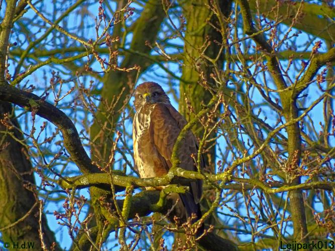 Leijpark013 31 January & 1 & 2 & 3 February 2022