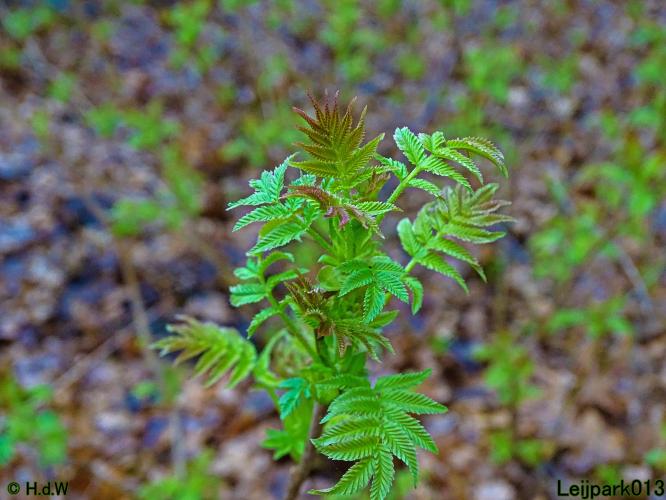 Leijpark013 31 January & 1 & 2 & 3 February 2022