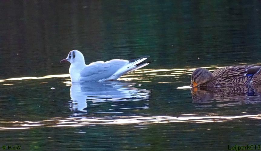 Leijpark013 31 January & 1 & 2 & 3 February 2022