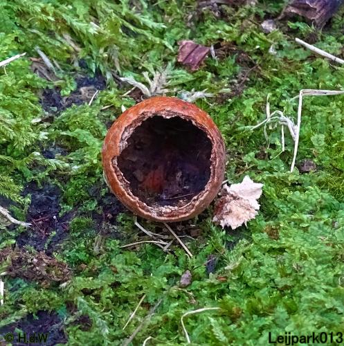 Leijpark013 31 January & 1 & 2 & 3 February 2022