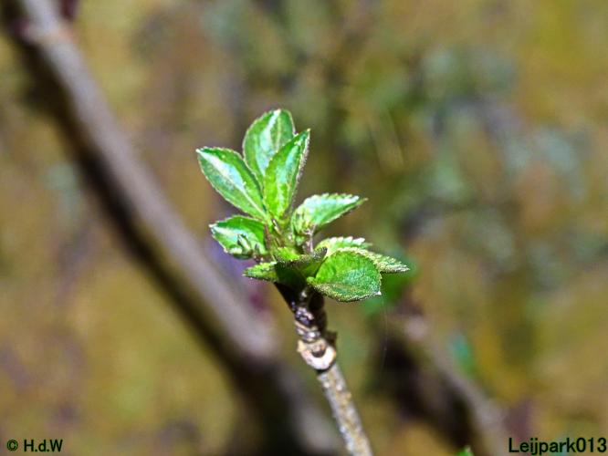 Leijpark013 31 January & 1 & 2 & 3 February 2022