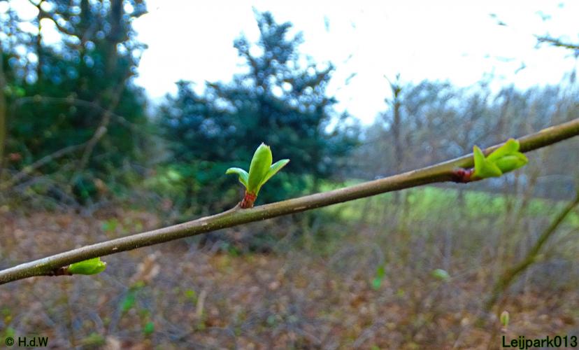 Leijpark013 31 January & 1 & 2 & 3 February 2022