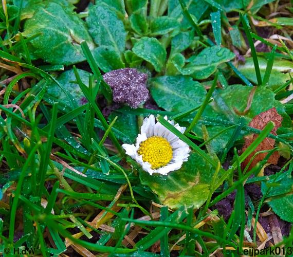 Leijpark013 31 January & 1 & 2 & 3 February 2022