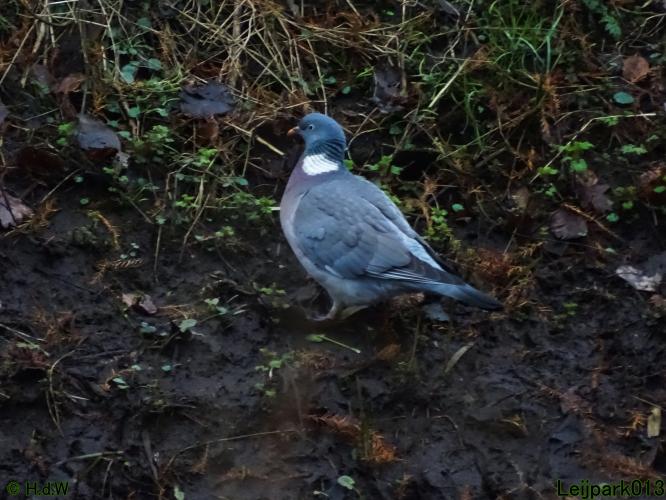 Leijpark013 31 January & 1 & 2 & 3 February 2022