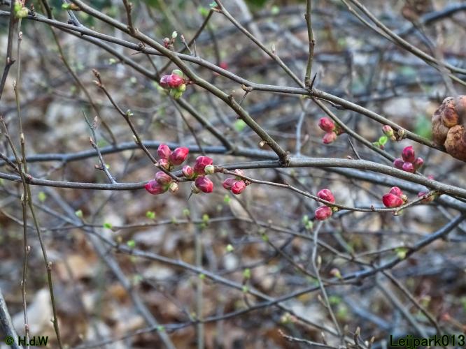 Leijpark013 31 January & 1 & 2 & 3 February 2022