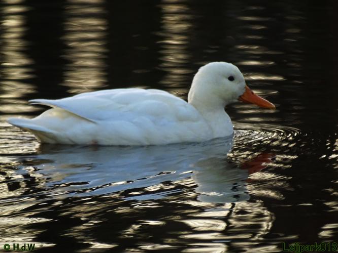 Leijpark013 31 January & 1 & 2 & 3 February 2022