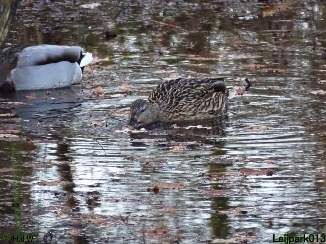 Leijpark013 31 January & 1 & 2 & 3 February 2022