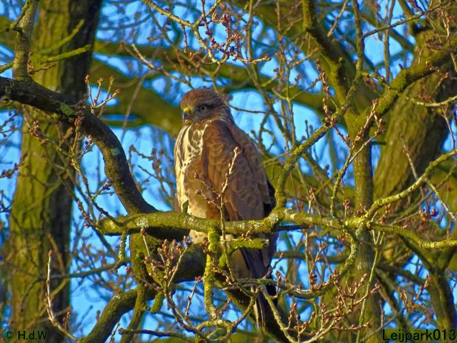 Leijpark013 31 January & 1 & 2 & 3 February 2022