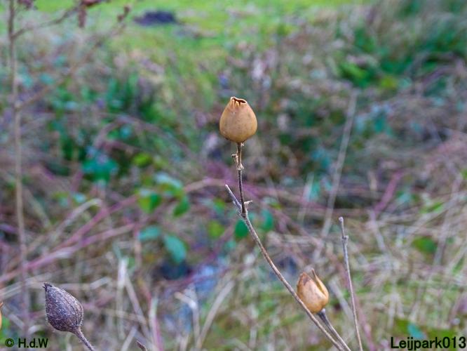 Leijpark013 31 January & 1 & 2 & 3 February 2022