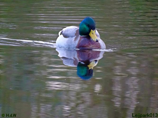 Leijpark013 31 January & 1 & 2 & 3 February 2022