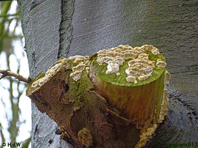 Leijpark013 31 January & 1 & 2 & 3 February 2022