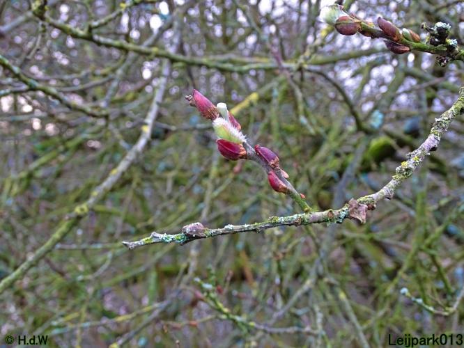 Leijpark013 31 January & 1 & 2 & 3 February 2022