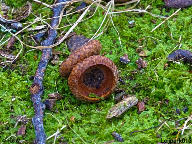 Leijpark013 31 January & 1 & 2 & 3 February 2022