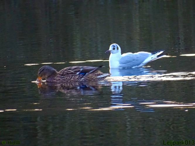 Leijpark013 31 January & 1 & 2 & 3 February 2022