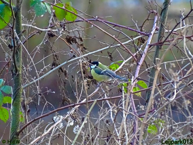 Leijpark013 31 January & 1 & 2 & 3 February 2022