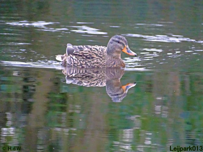 Leijpark013 31 January & 1 & 2 & 3 February 2022