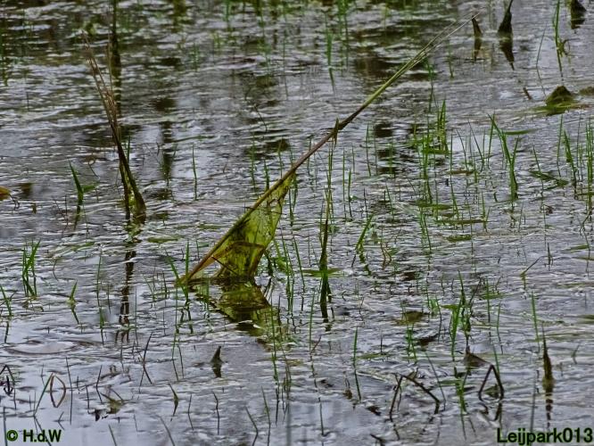 Leijpark013 31 January & 1 & 2 & 3 February 2022