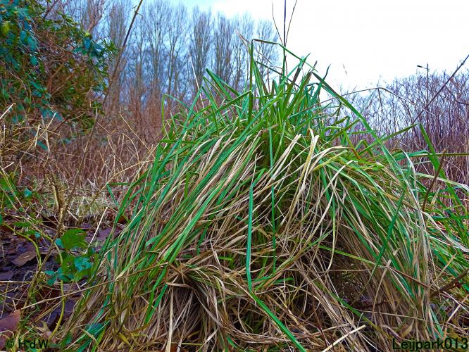 Leijpark013 31 January & 1 & 2 & 3 February 2022