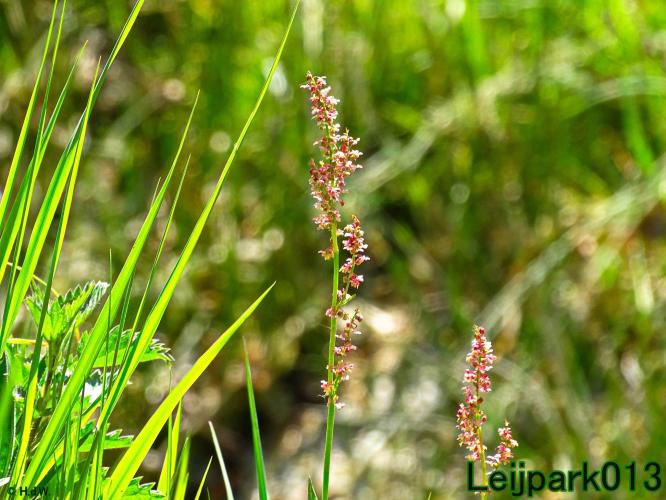 Leijpark013 Veldzuring