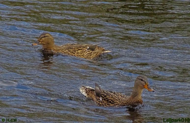 Leijpark013 4 &amp; 5 &amp; 6 &amp; 7 februari 2022