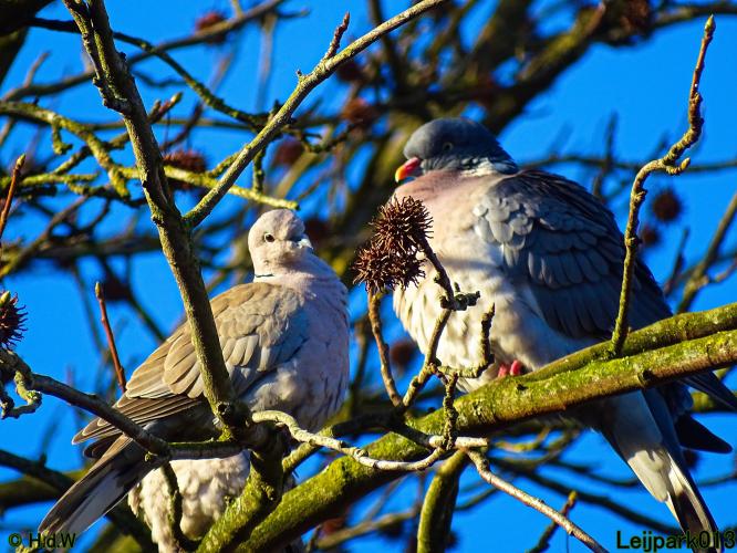 Leijpark013 4 &amp; 5 &amp; 6 &amp; 7 februari 2022