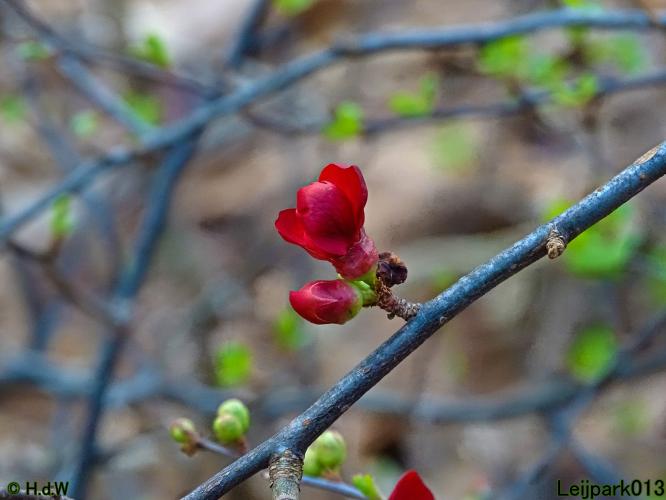 Leijpark013 4 &amp; 5 &amp; 6 &amp; 7 februari 2022