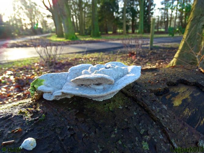 Leijpark013 4 &amp; 5 &amp; 6 &amp; 7 februari 2022