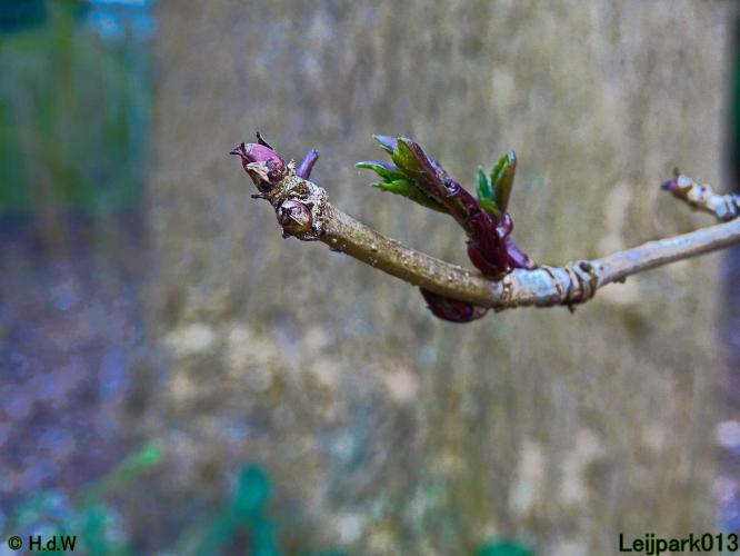 Leijpark013 4 &amp; 5 &amp; 6 &amp; 7 februari 2022