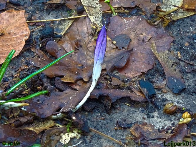 Leijpark013 4 &amp; 5 &amp; 6 &amp; 7 februari 2022